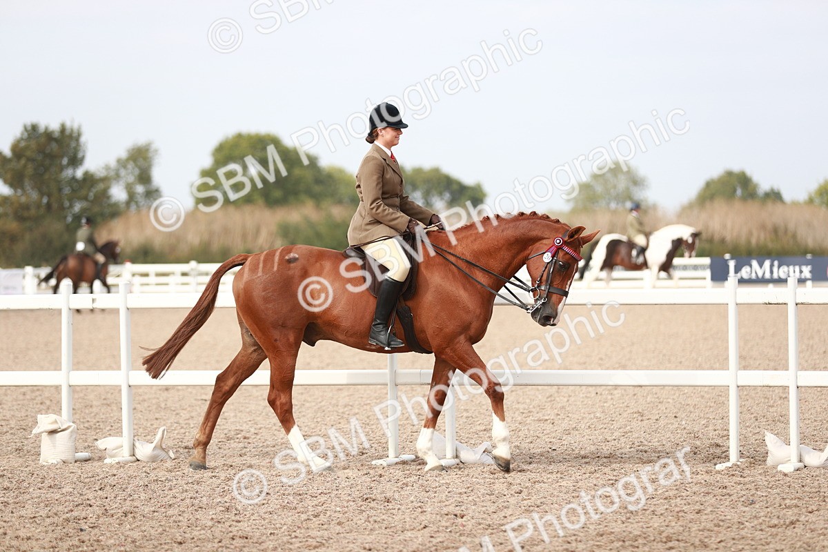 SBM_17434 - Class 215 Ridden Hack/ Riding Horse