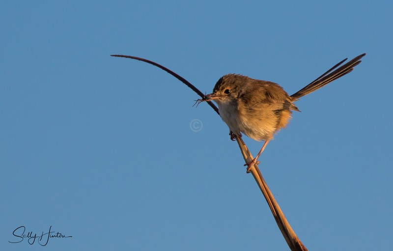 Red Wren Female 15