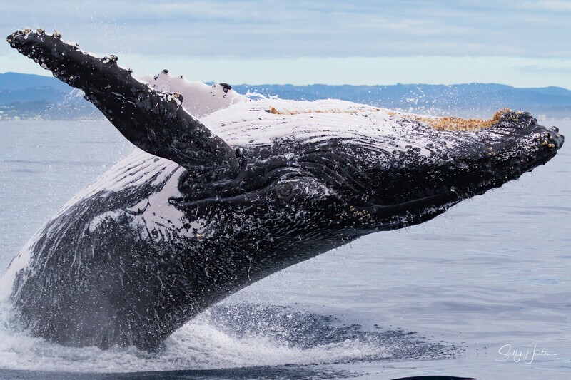 0A3A6234. Breach in Glassy Water 10 - 2023 Whale Photos