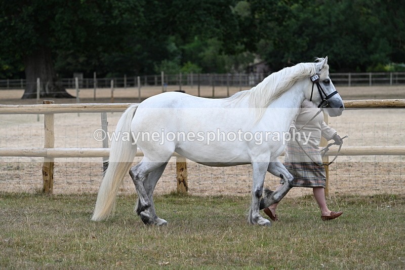 WJ7_8709 - Class 4a Prettiest Mare 14.2hh and over