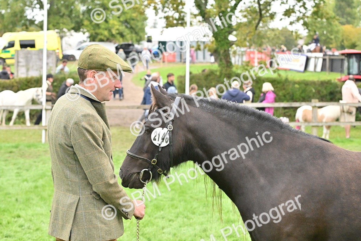 SBM_58154 - S47 - Mini Show Cob In Hand