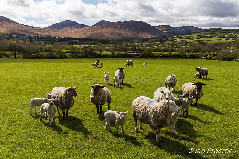 Sheep on Lower Slopes of Western Mournes - Mourne Mountains