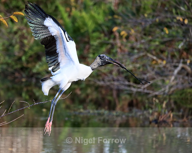 Wood Stork launches with stick, Wakodahatchee Wetlands, Florida - Wood Stork