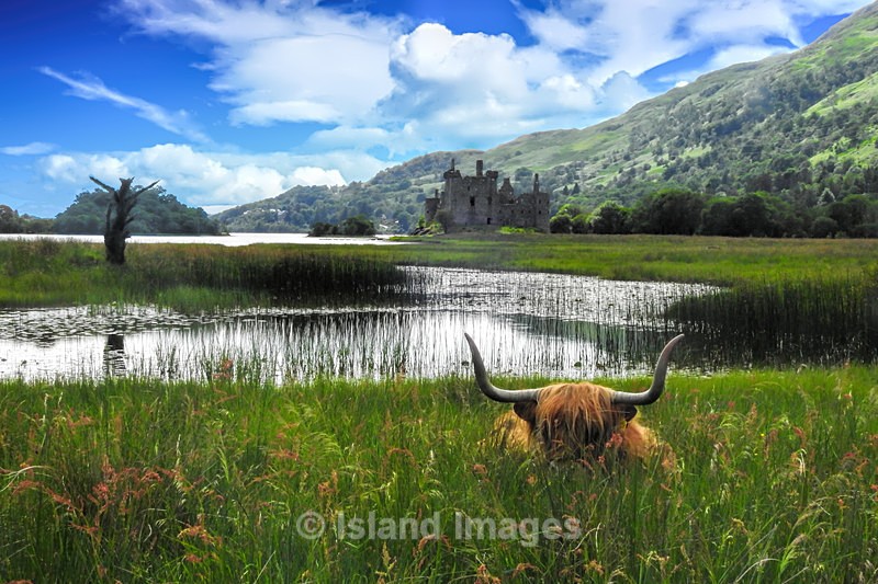 A perfect capture of Katy and the castle. - Highland Cows