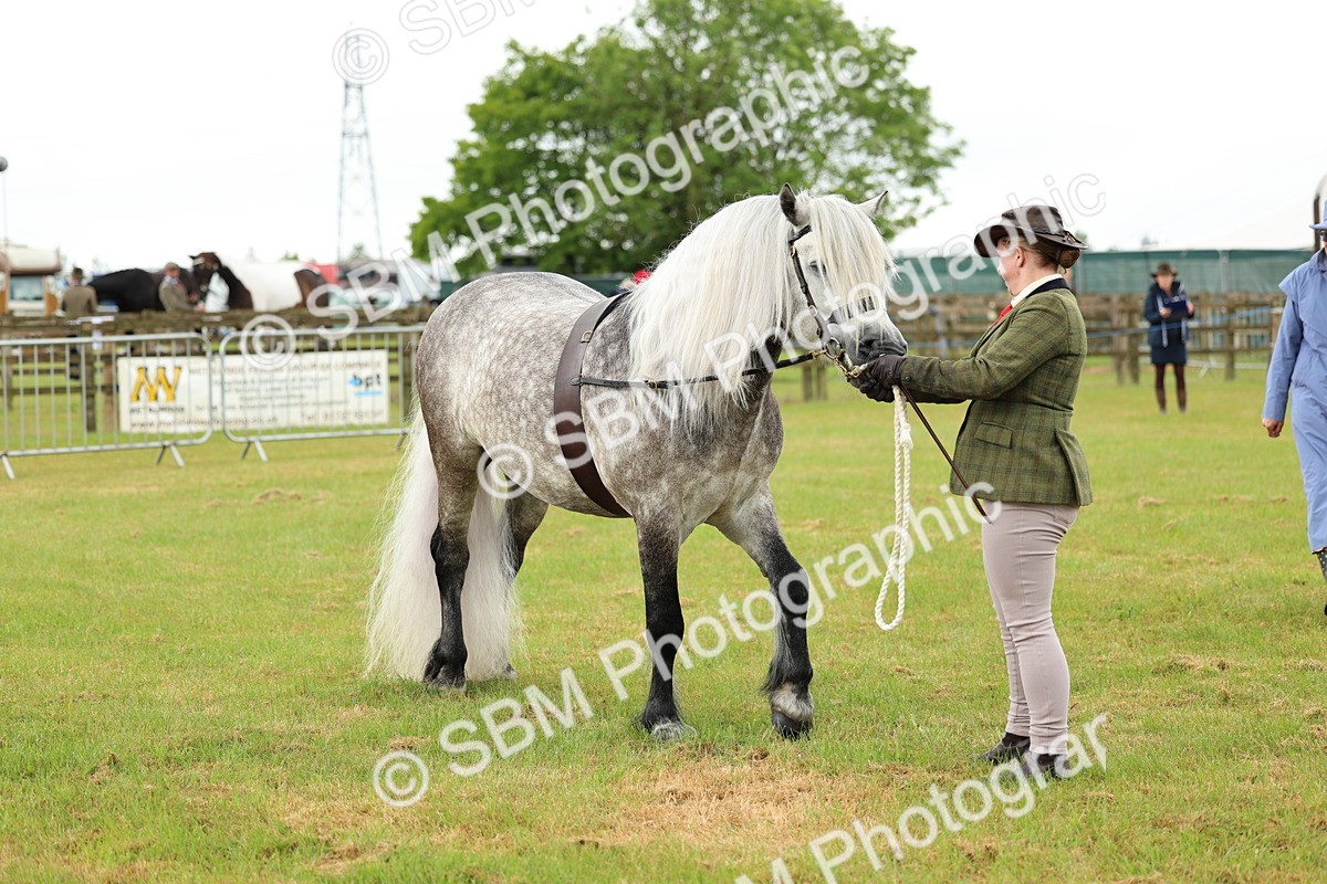 SBM_00500 - Class 58-67 - M&M Non Welsh Pony In hand