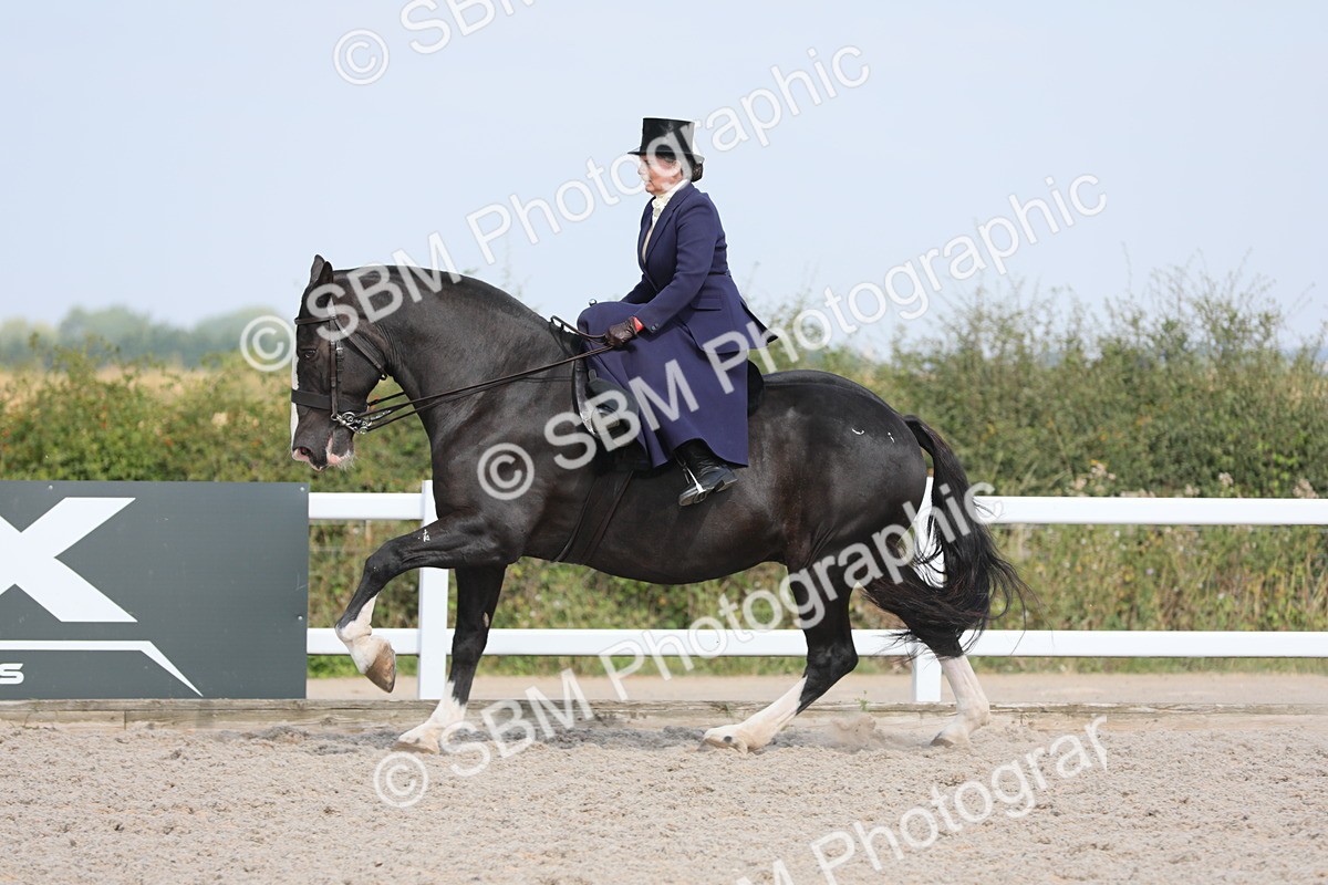 SBM_14567 - Class 211 Best Side Saddle Horse/Pony