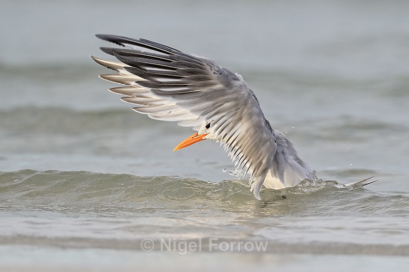 Royal Tern flapping in sea, Fort De Soto Park, Florida - Royal Tern