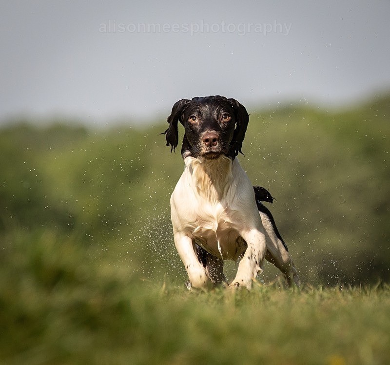  - Pet Photography