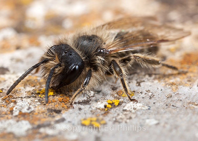 Andrena flavipes (m) - Andrena flavipes
