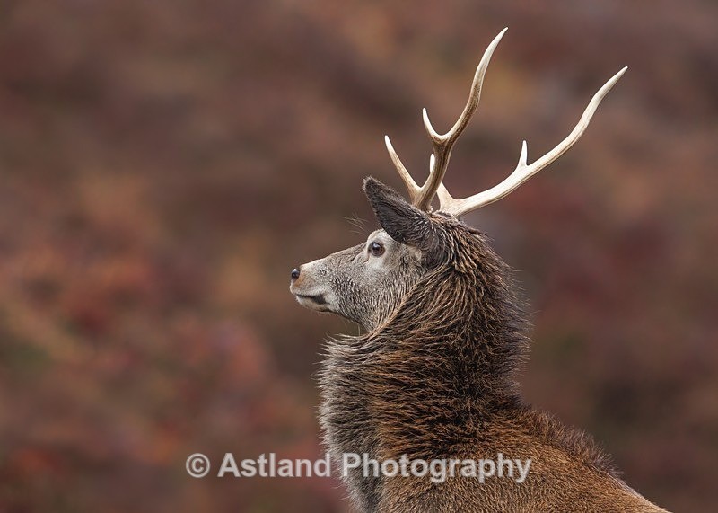 Red Deer - Latest Images