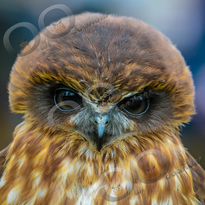 boobook owl Ninox boobook-6889 - BoP from around the world