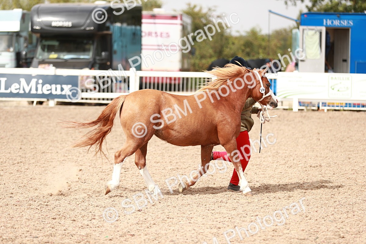 SBM_12417 - Class 207 IH M&M