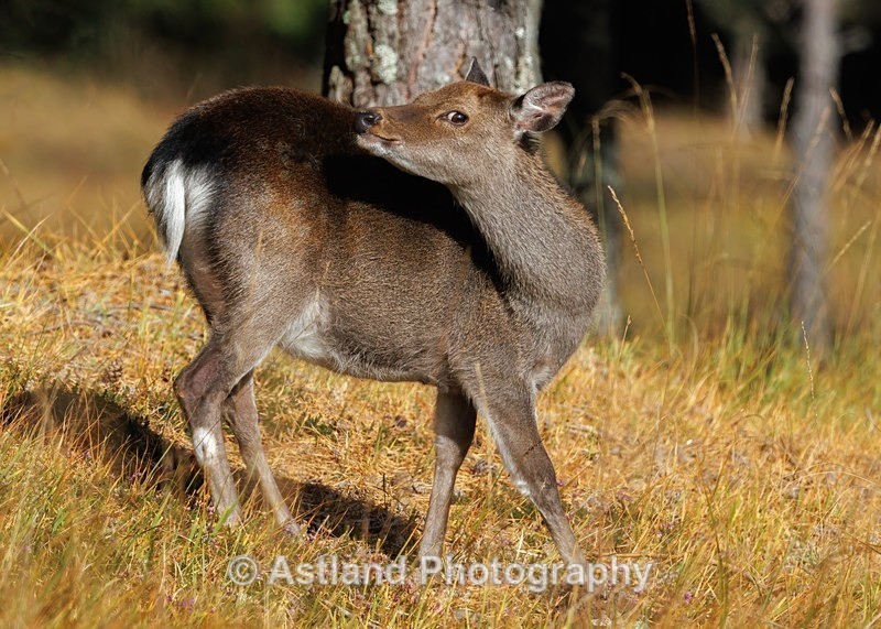 Sika Deer - Latest Images