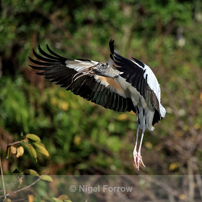 Wood Stork slowing to land, Wakodahatchee Wetlands, Florida - Wood Stork