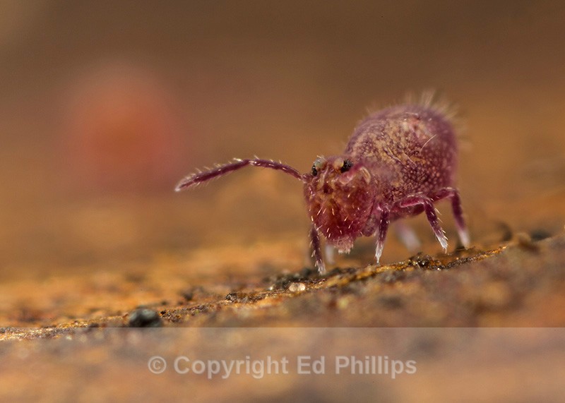 Dicyrtoma fusca - Dicyrtoma fusca