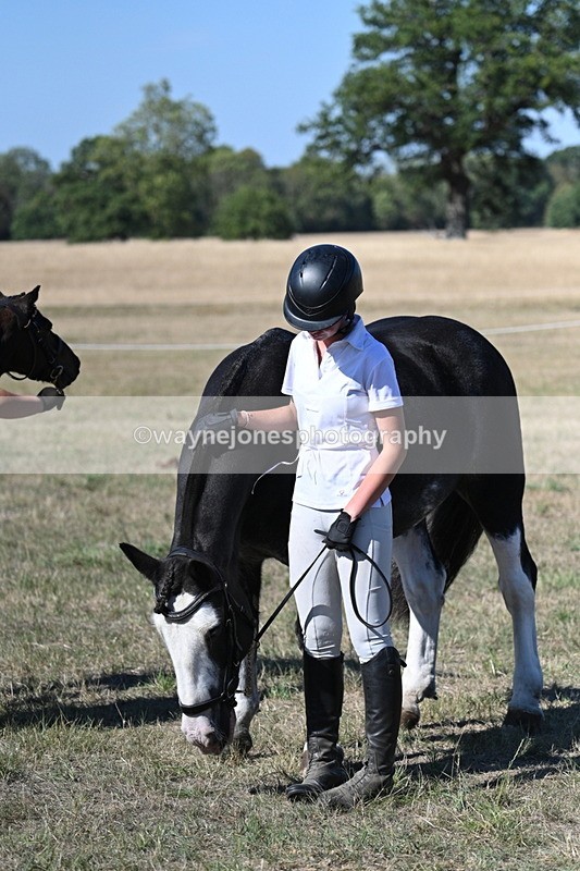 WJ7_1913 - Class 43 Best Six Legs (In hand)