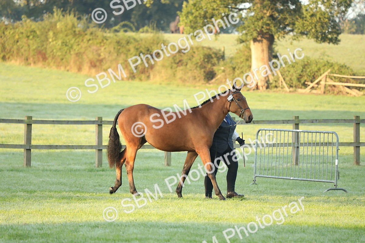 SBM_57775 - S42 - Youngstock