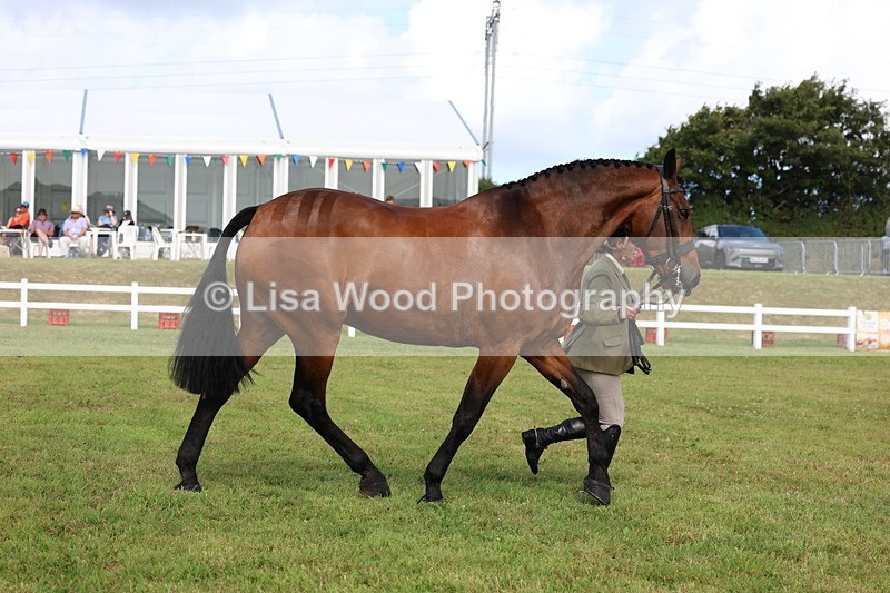 3E7A9512 - Class 4: Rising Star M/H Hunter