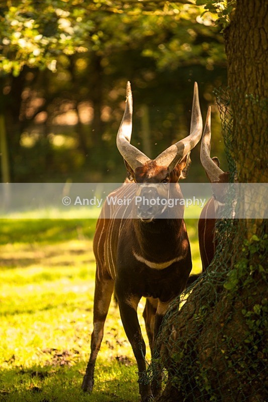 20120903-_MG_9631 - Captive Animals