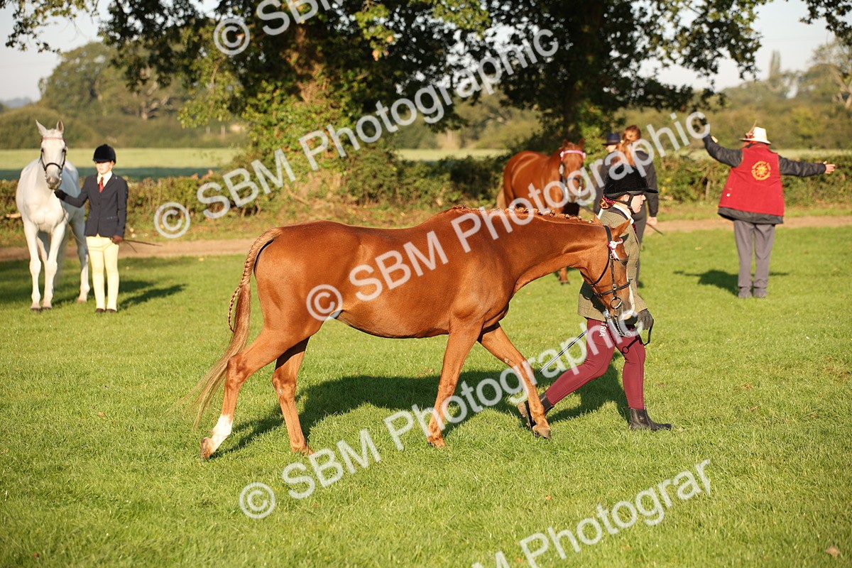 SBM_57559 - S50 - Foreign Breeds In Hand