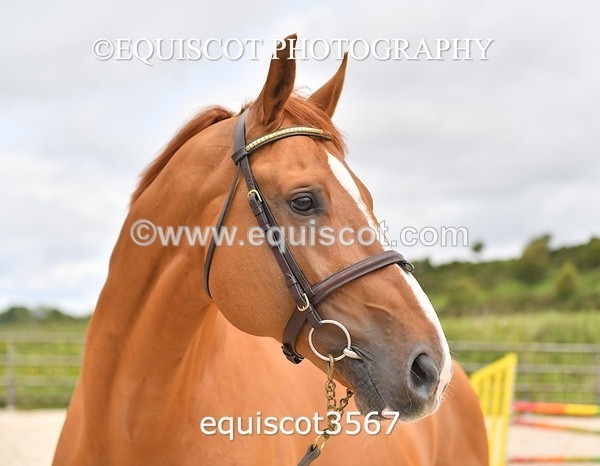 equiscot3567 - STALLION SELECTION