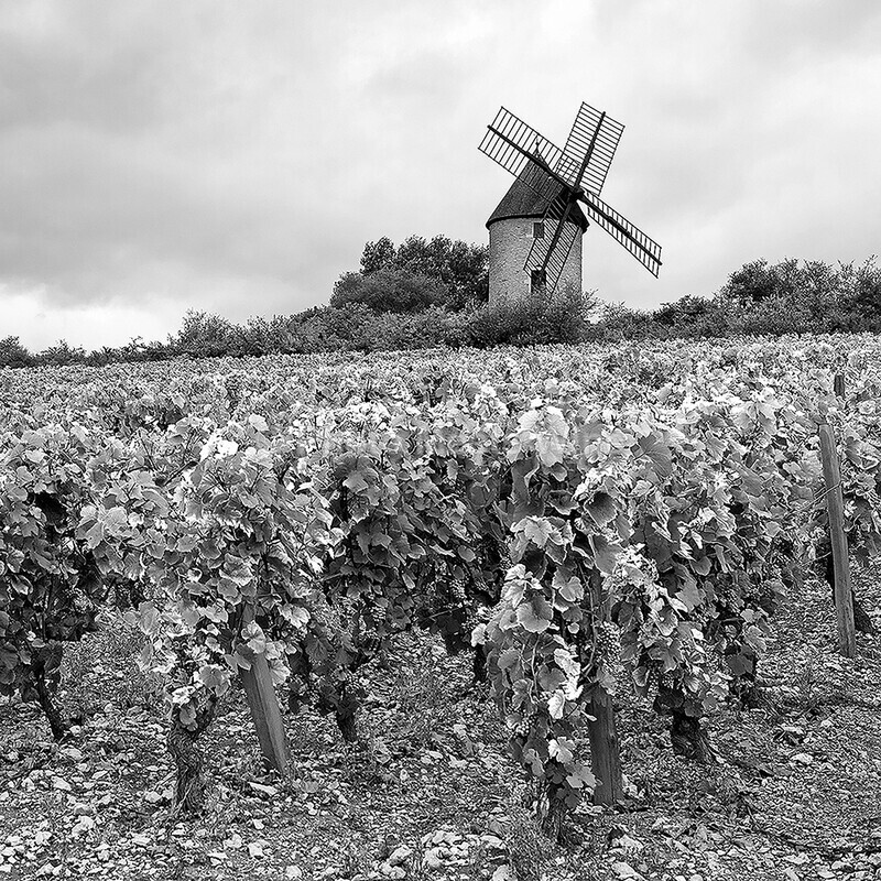  - Vineyards & Vines / Weinberge & Reben