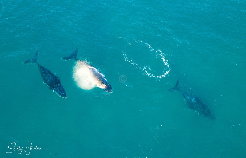 Three Humpbacks 1