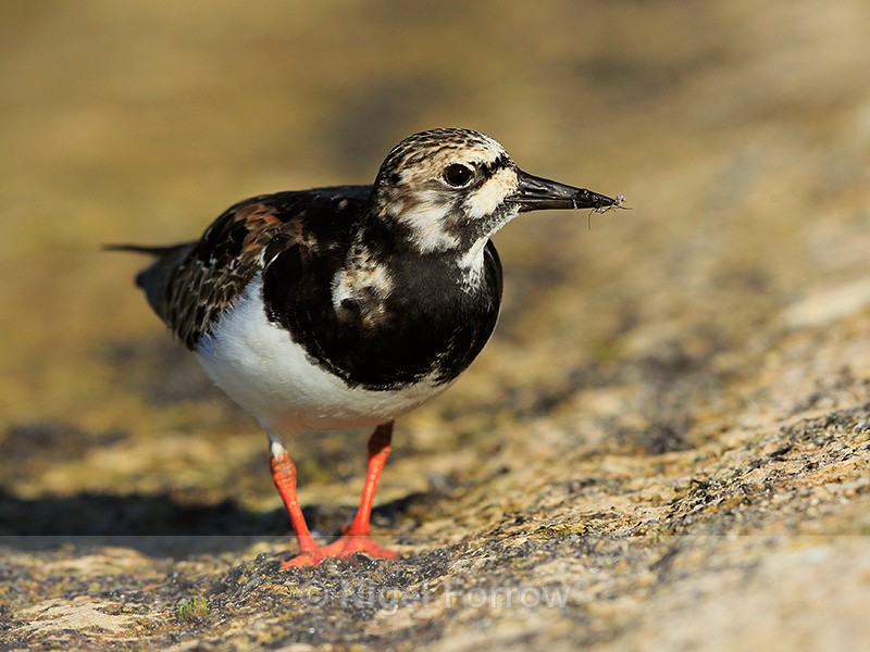 Turnstone feeding on insects at Farmoor - Turnstone