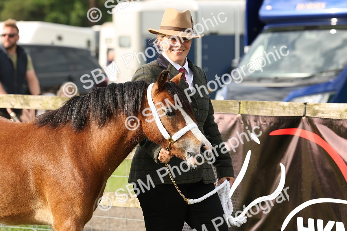 SBM_00381 - Class 6-13 - Mountatin and Moorland In Hand Welsh Breeds