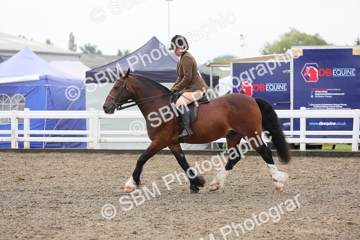 SBM_21381 - Class 805 - Ridden Veteran Horse
