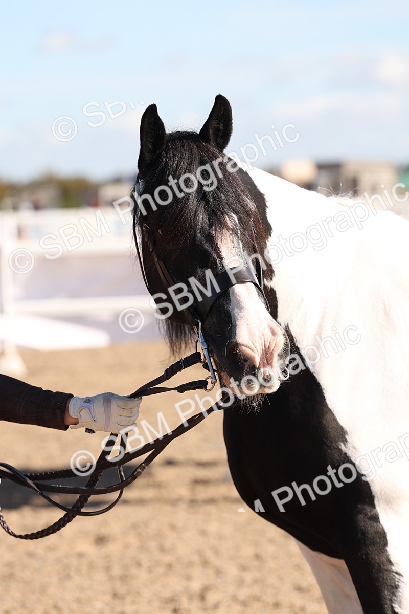 SBM_12951 - Class 206 - IH Non Show Type Pony
