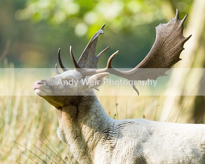 20111015-_MG_7269 - Fallow Deer