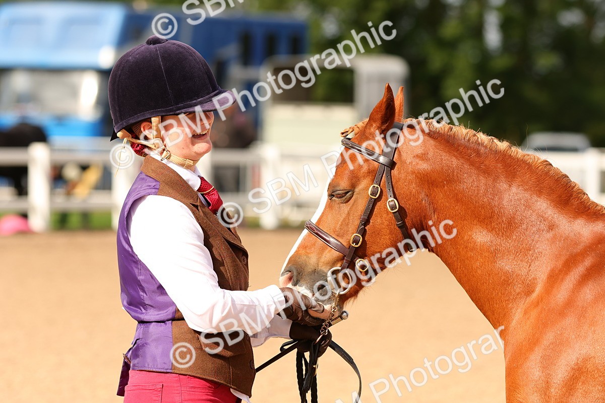 SBM_10191 - Class 205 - IH Show Pony - Show Hunter Pony
