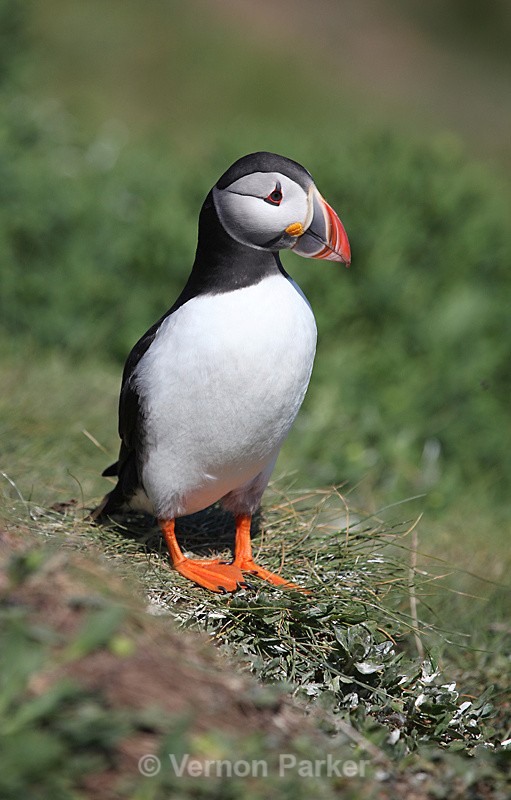 Puffin - Wild Birds
