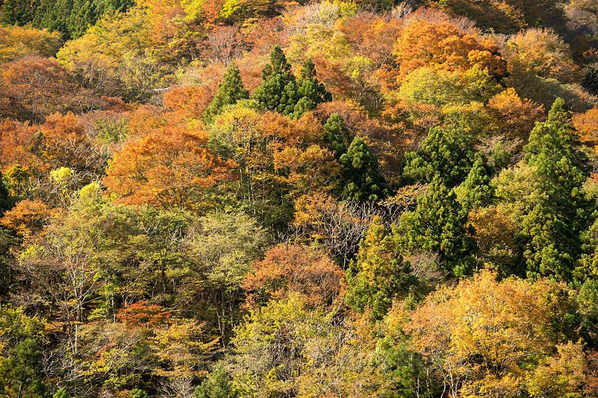  - Japan