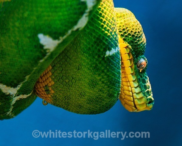 Emerald Tree Boa - Wildlife and Animals