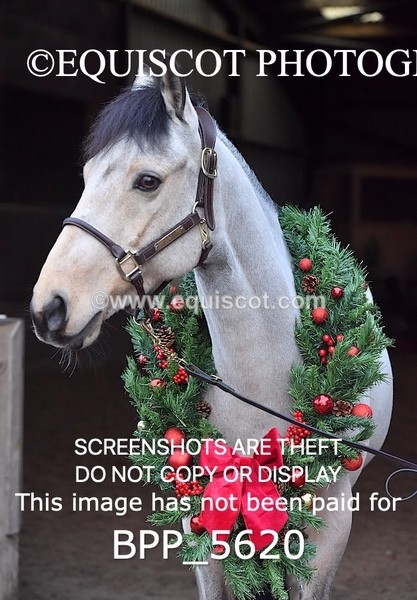 BPP_5620 - Marion West pony 1