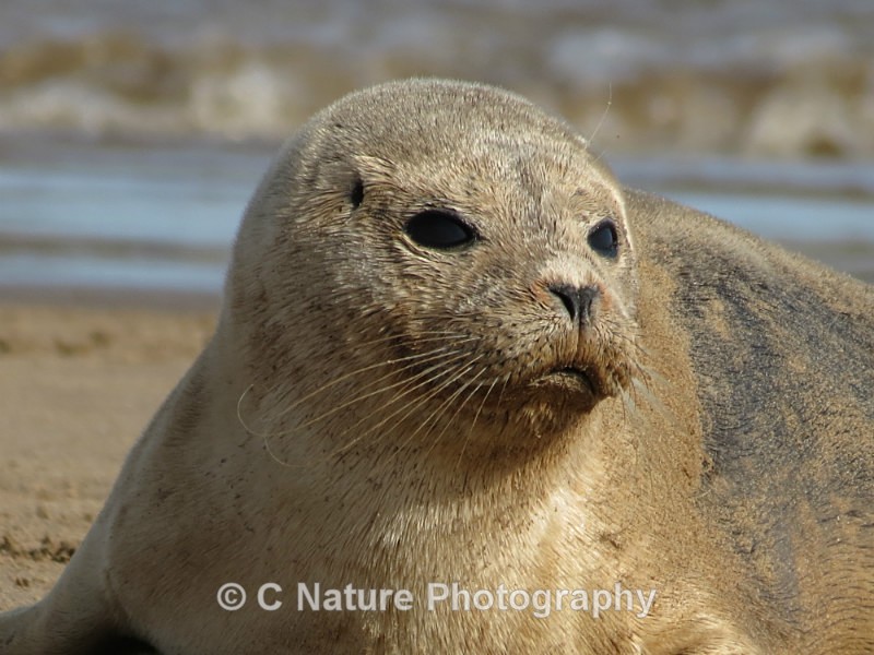 Common Seal - Animals