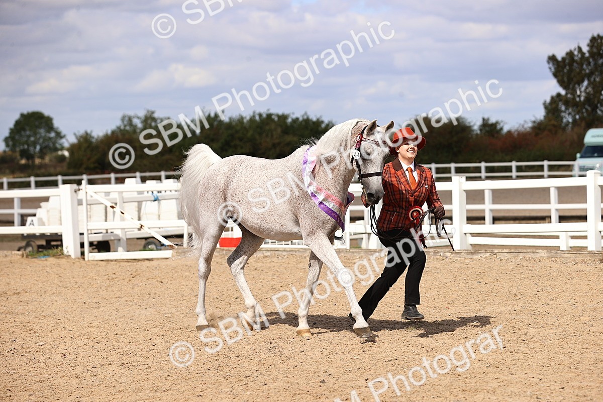SBM_14422 - Class 412 - Handsomest Gelding (IH or Ridden)Adult