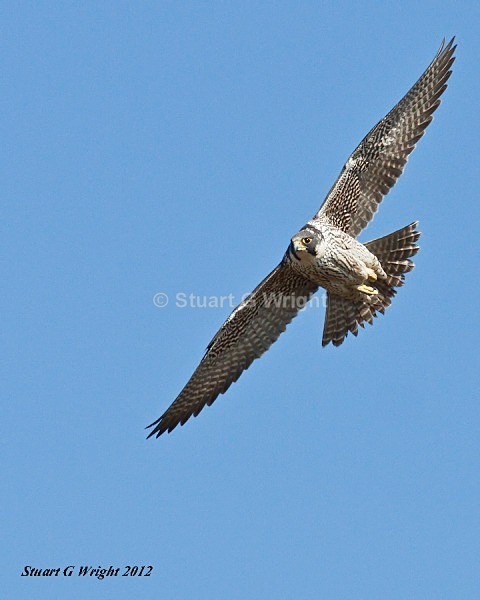 26 - Wild Birds of Prey Inc. Owls