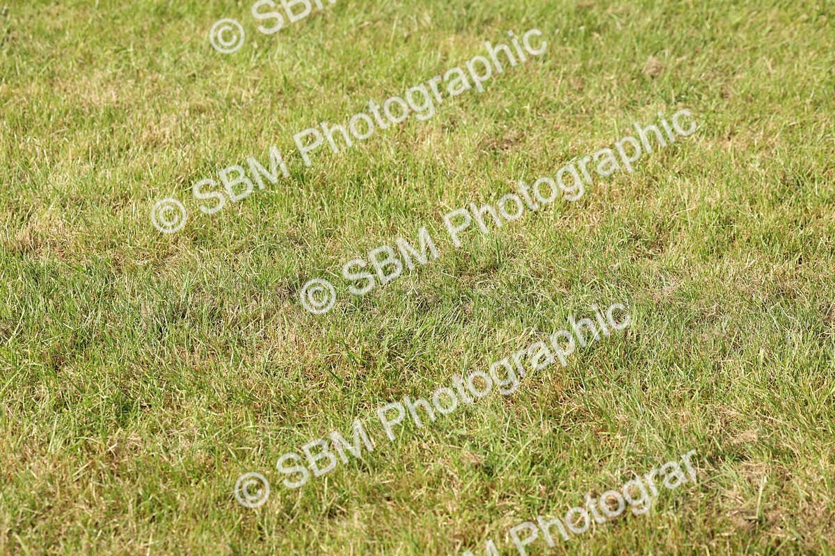 SBM_00769 - Class 6-13 - Mountatin and Moorland In Hand Welsh Breeds
