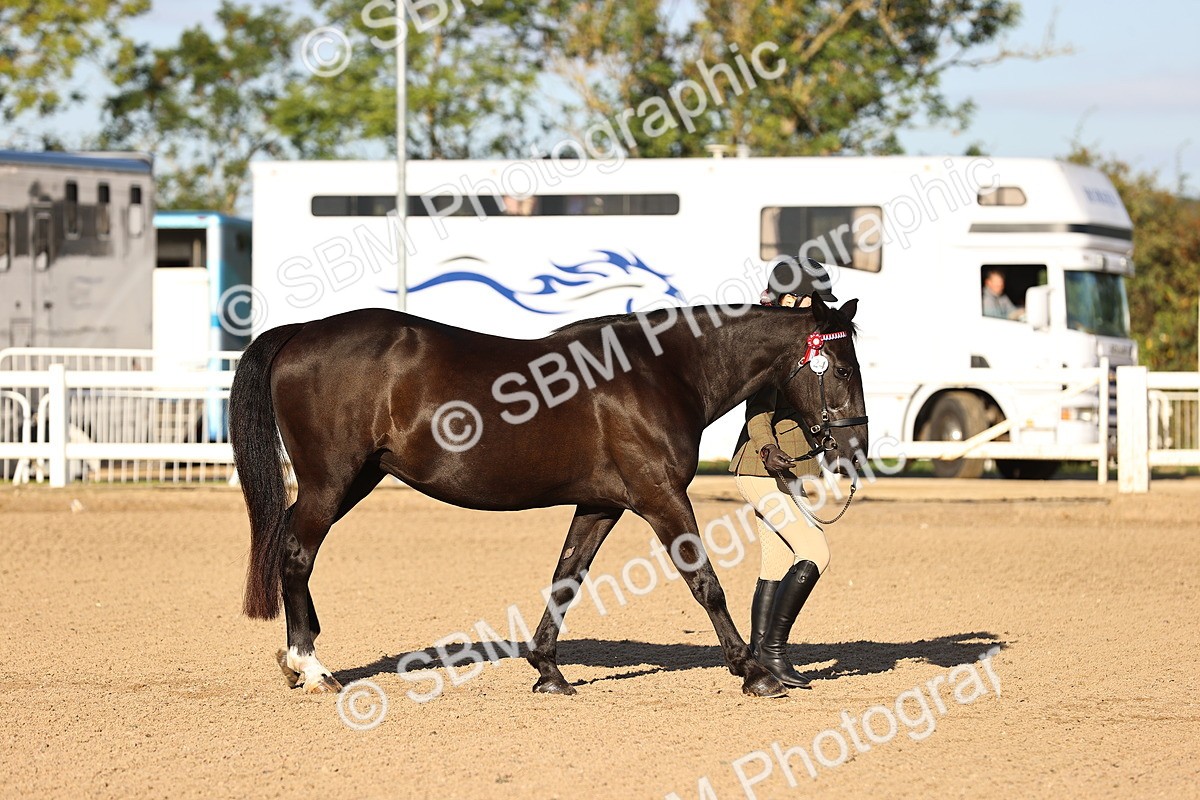 SBM_08304 - Class 401 - IH Veteran Horse