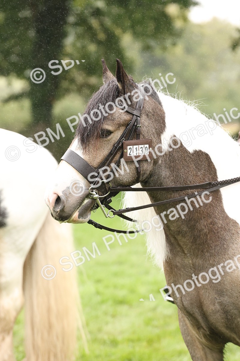 SBM_72781 - S70 - Traditional Cob Ridden