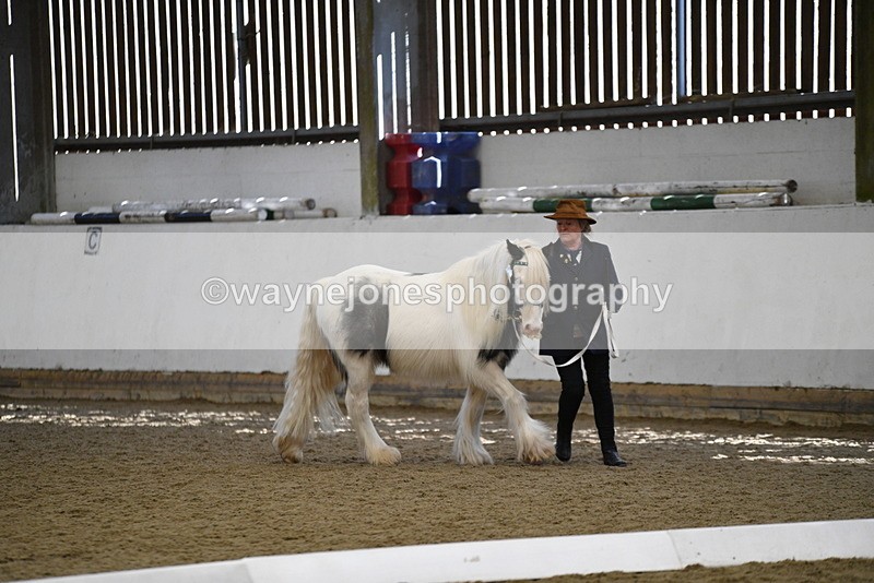 WJ5_5443 - Class 8 In hand cob