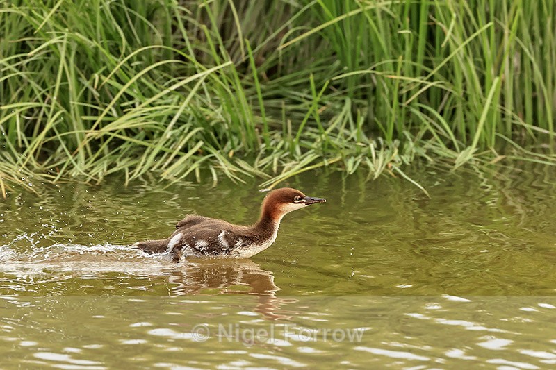 Common Merganser chick, Johnson River, Lake Clark NP, Alaska - Common Merganser