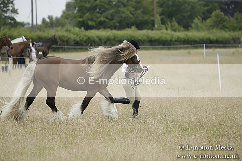 B230619-0761 - Bourne Valley Riding Club Summer Show 23/06/19