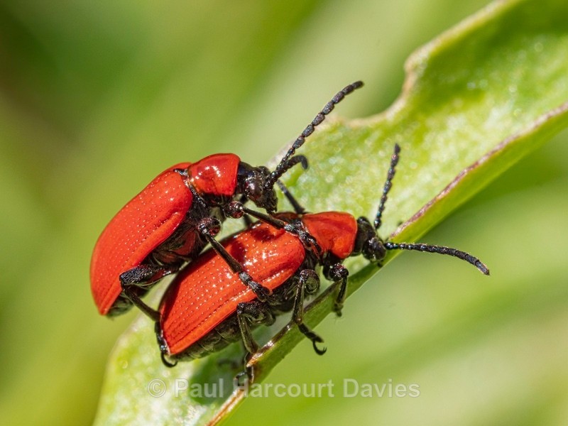 Scarlet lily beetle (Lilioceris lilii) - Ten Metres from Home 2021
