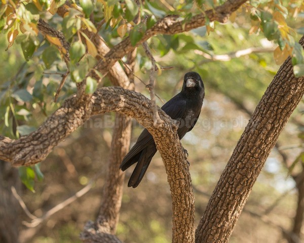India E-7 - Wildlife of India