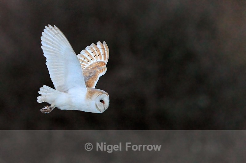Close fly-past of a Barn Owl at Holme Marshes - Barn Owl