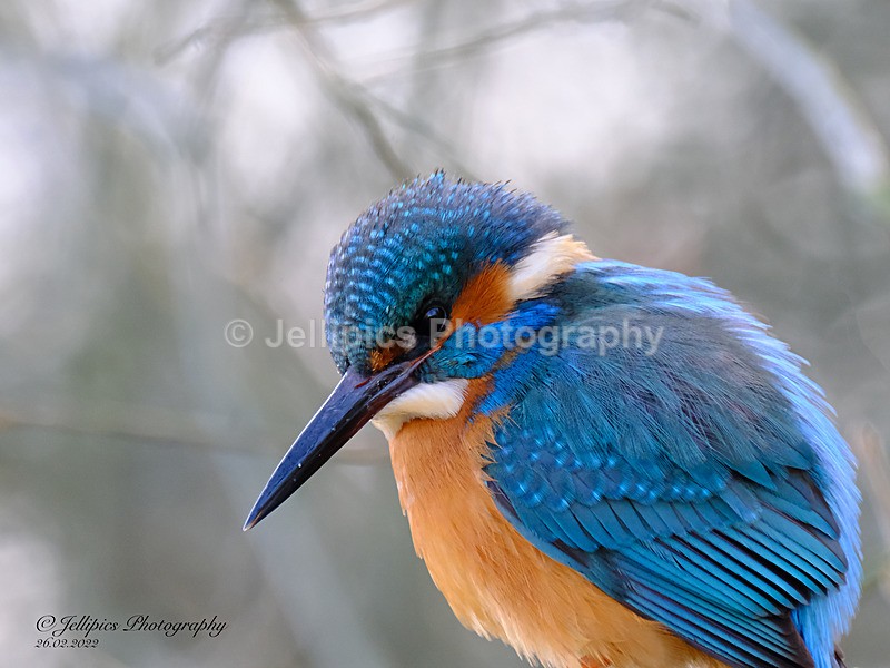  - Wildlife and Nature
